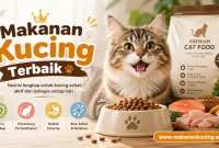 Makanan Kucing Terbaik untuk Kitten, Dewasa, dan Senior beserta Pilihan dan Kisaran Harga